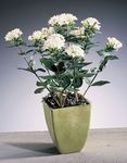 fotografie Flori de Casa Plantă Iasomie, Trumpetilla Cărămizie arbust (Bouvardia), alb