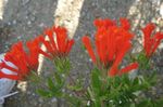 снимка Интериорни цветове Жасмин Растение, Алено Trumpetilla храсти (Bouvardia), червен