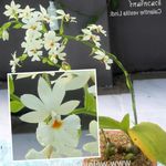 Foto Flores de salón Calanthe herbáceas , blanco