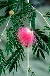 照 楼花 红色粉扑 灌木 (Calliandra), 粉红色
