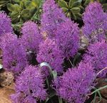 Foto Flores de salón Jacinto De Uva herbáceas (Muscari), púrpura
