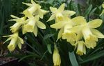 Foto Flores de salón Narcisos, Daffy Dilly Abajo herbáceas (Narcissus), amarillo