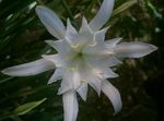 fotografie Pokojové květiny Mořská Narcis, Mořská Lilie, Písek Lilie bylinné (Pancratium), bílá