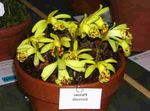 Foto Flores de salón Azafrán Indio herbáceas (Pleione), amarillo