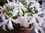 Foto Flores de salón Azafrán Indio herbáceas (Pleione), blanco