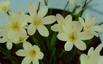 Foto Māja Ziedi Sparaxis zālaugu augs , balts