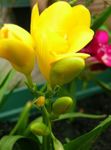 Foto Māja Ziedi Sparaxis zālaugu augs , dzeltens