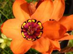 Foto Māja Ziedi Sparaxis zālaugu augs , oranžs