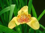 Foto Tigridia, Meksikāņu Apvalks Ziedu zālaugu augs , dzeltens