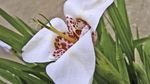 Foto Tigridia, Mexican Shell-Blomst urteagtige plante , hvid