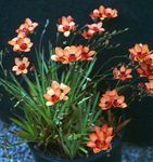 Photo des fleurs en pot Tritonia herbeux , orange
