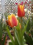fotoğraf Evin çiçekler Lâle otsu bir bitkidir (Tulipa), kırmızı