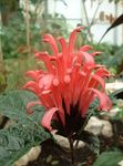 φωτογραφία Εσωτερικά λουλούδια Βραζιλίας Λοφίο, Φλαμίνγκο Λουλούδι θάμνοι (Jacobinia), κόκκινος