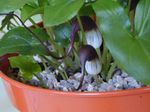 kuva Sisäkukat Mouse Tail Plant ruohokasvi (Arisarum proboscideum), viinimäinen