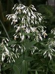 Photo des fleurs en pot Renga Lys, Rock-Lys herbeux (Arthropodium), blanc