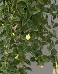 Bilde Huset Blomster Sentrale Amerikanske Bellflower hengende plante (Codonanthe), hvit