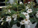 Foto Flores de salón Bellflower Centroamericano colgantes (Codonanthe), blanco