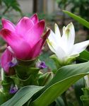 fotoğraf Evin çiçekler Zerdeçal otsu bir bitkidir (Curcuma), pembe