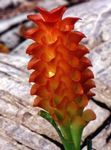 снимка Интериорни цветове Куркума тревисто (Curcuma), червен