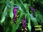 фотографија Затворене Цветови Данцинг Лади травната (Globba), лила