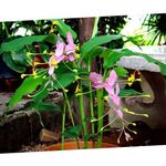 Photo House Flowers Dancing Lady herbaceous plant (Globba), pink