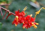 fotoğraf Evin çiçekler Dans Bayan otsu bir bitkidir (Globba), kırmızı