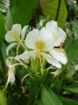 fénykép Ház Virágok Hedychium, Pillangó Gyömbér lágyszárú növény , fehér