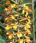 fotografie Kvetinové Kvety Hedychium, Motýľ Zázvor trávovitý , oranžový