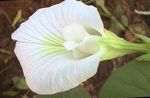 foto Huis Bloemen Vlinder Erwt liaan (Clitoria ternatea), wit