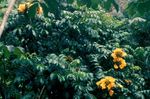 Foto Māja Ziedi Āfrikas Tulpju Koks (Spathodea), dzeltens