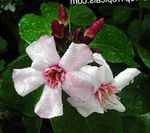 fotografija Sobne cvetje Strophanthus liana , roza