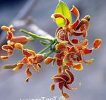 fotografija Sobne cvetje Strophanthus liana , oranžna
