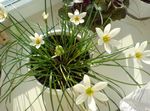 Photo des fleurs en pot Pluie Lys,  herbeux (Zephyranthes), blanc