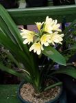 foto Huis Bloemen Struik Lelie, Boslelie kruidachtige plant (Clivia), geel