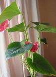 照 火鹤花，心脏花 草本植物 (Anthurium), 粉红色