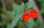 фотографија Затворене Цветови Магиц Фловер, Орах Орхидеја ампельни (Achimenes), црвено