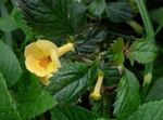 Bilde Magiske Blomst, Mutter Orkide hengende plante (Achimenes), gul