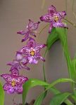Foto Flores de salón Vuylstekeara-Cambria herbáceas , púrpura