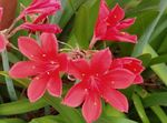 fotoğraf Evin çiçekler Vallota otsu bir bitkidir (Vallota (Cyrtanthus)), pembe