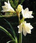 fotografie Flori de Casa Vallota planta erbacee (Vallota (Cyrtanthus)), alb