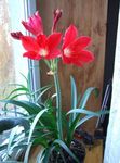 fotoğraf Evin çiçekler Vallota otsu bir bitkidir (Vallota (Cyrtanthus)), kırmızı