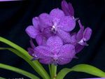 Photo des fleurs en pot Vanda herbeux , lilas