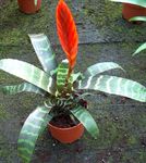 foto Huis Bloemen Vriesea kruidachtige plant , rood