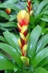 Photo House Flowers Vriesea herbaceous plant , yellow