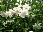 照 楼花 栀子 灌木 (Gardenia), 白
