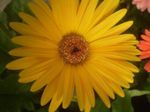Foto Topfblumen Transvaal Daisy grasig (Gerbera), gelb
