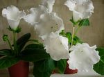 Bilde Huset Blomster Sinningia (Gloxinia) urteaktig plante , hvit