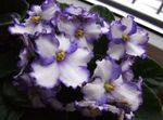 Foto Flores de salón Violeta Africana herbáceas (Saintpaulia), blanco