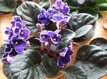 Foto Flores de salón Violeta Africana herbáceas (Saintpaulia), púrpura