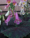 снимка Интериорни цветове Smithiantha тревисто , люляк